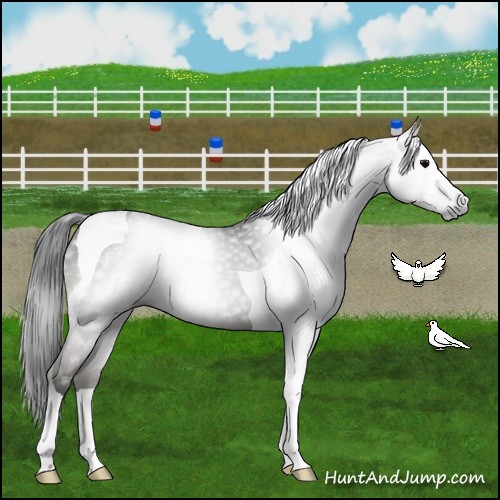 Horse Color:Gray Grullo Tobiano 