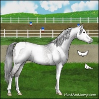 Horse Color:Gray Grullo Tobiano 