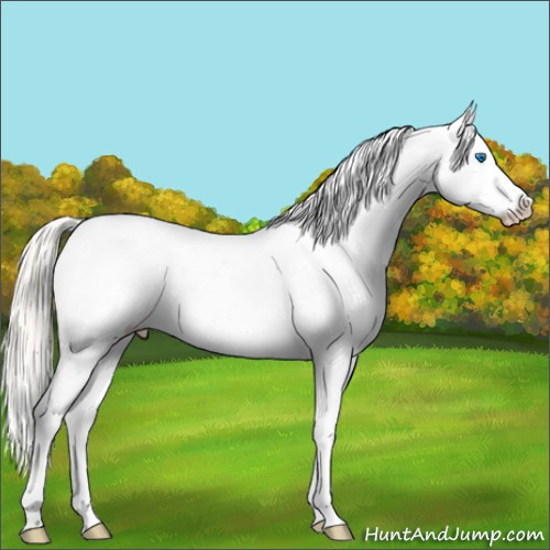 Horse Color:Silver Bay Splash Snowcap