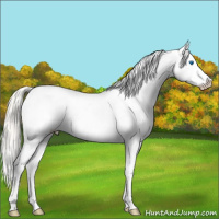 Horse Color:Silver Bay Splash Snowcap