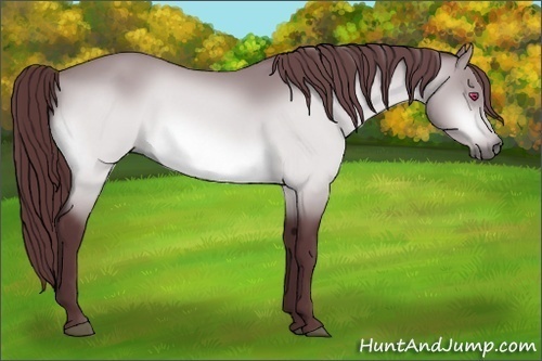 Horse Color:Chocolate Bay Chinchilla 