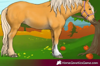 Horse Color:Palomino 