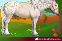 Horse Color:Palomino Appaloosa