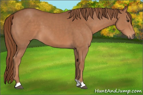 Horse Color:Chestnut 