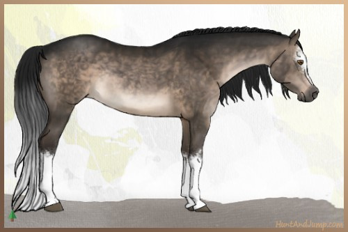 Horse Color:Gray White Spotted Brown Dun Rabicano Brindle 