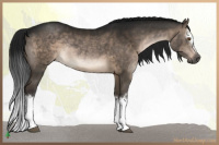 Horse Color:Gray White Spotted Brown Dun Rabicano Brindle