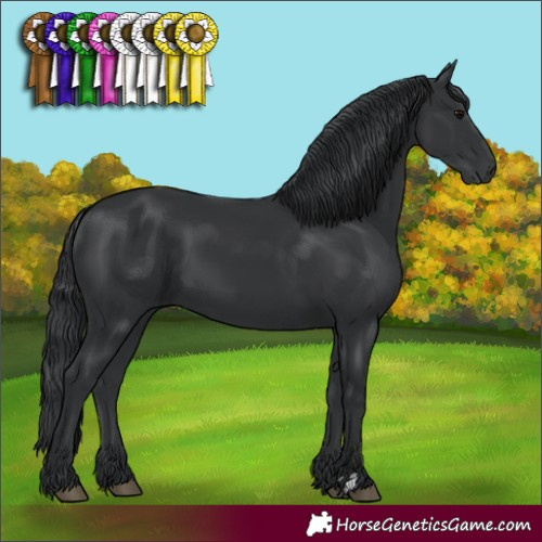 Horse Color:Black 