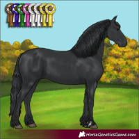 Horse Color:Black 