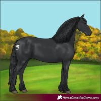 Horse Color:Black 
