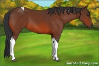 Horse Color:Bay Tobiano 