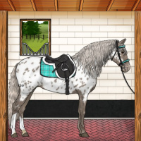 Horse Color:Silver Grullo Appaloosa 