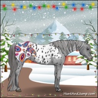 Horse Color:Black Appaloosa 