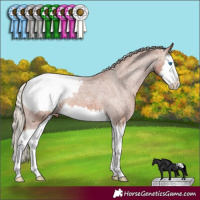 Horse Color:Chestnut Splash Appaloosa 