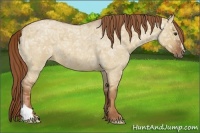 Horse Color:Red Dun Ice Roan