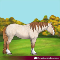 Horse Color:Red Dun Ice Roan