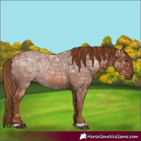 Horse Color:Chestnut Ice 