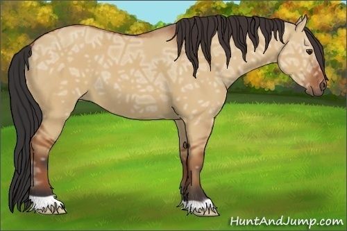 Horse Color:Bay Ice Dun