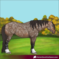 Horse Color:Bay Ice Dun 