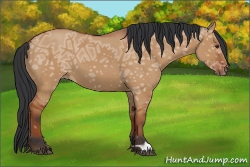 Horse Color:Bay Ice Dun