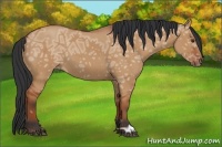 Horse Color:Bay Ice Dun 