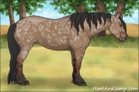 Horse Color:Bay Ice Dun 