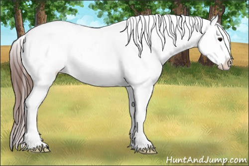 Horse Color:Bay Ice Roan Appaloosa