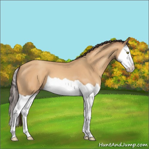 Horse Color:Amber Champagne Splash 