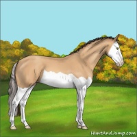 Horse Color:Amber Champagne Splash