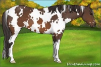 Horse Color:White Spotted Buckskin