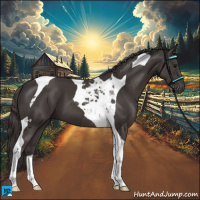 Horse Color:Smoky Black Tobiano 