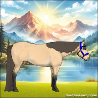 Horse Color:Buckskin
