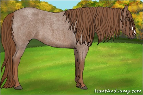 Horse Color:Red Roan 