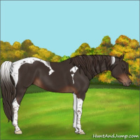 Horse Color:Liver Chestnut Tobiano 