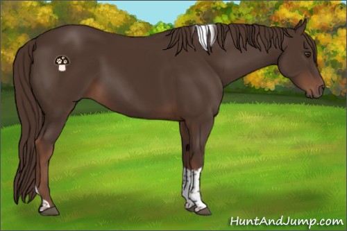 Horse Color:Liver Chestnut Tobiano 