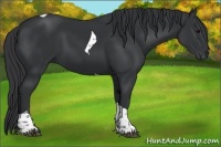 Horse Color:Black Tobiano