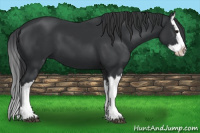 Horse Color:Black Splash