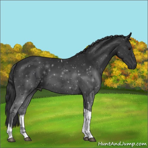 Horse Color:Black Tobiano 