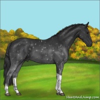 Horse Color:Black Tobiano 