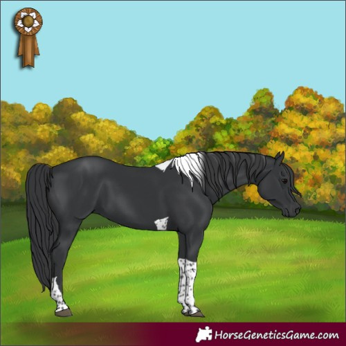 Horse Color:Black Tobiano 