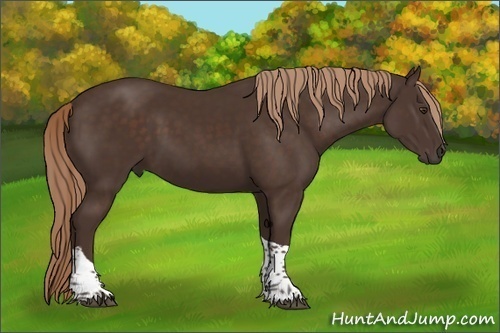 Horse Color:Liver Chestnut Tobiano 
