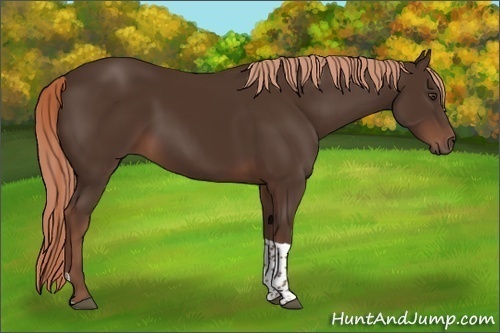 Horse Color:Liver Chestnut Tobiano