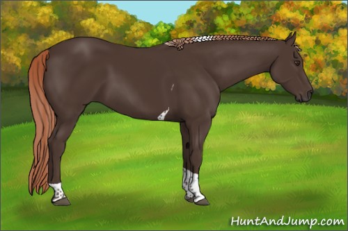 Horse Color:Liver Chestnut Tobiano 