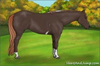 Horse Color:Liver Chestnut Tobiano 