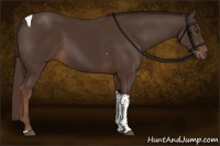 Horse Color:Liver Chestnut Tobiano