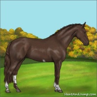 Horse Color:Liver Chestnut Tobiano 