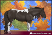 Horse Color:Liver Chestnut Tobiano 