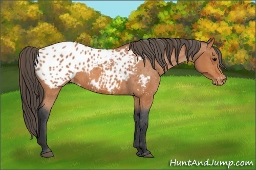Horse Color:Bay Appaloosa 