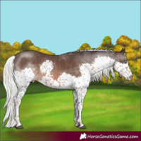 Horse Color:Liver Chestnut Mushroom Splash Tobiano 