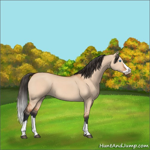 Horse Color:Bay Dun Splash 