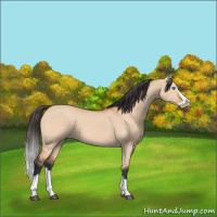 Horse Color:Bay Dun Splash 